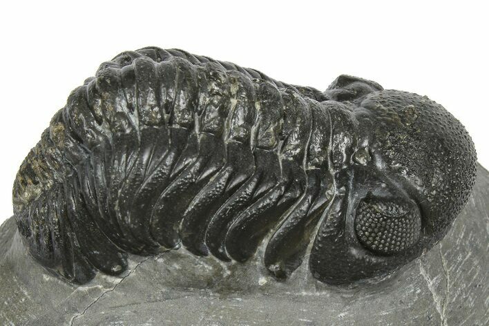 Detailed Austerops Trilobite - Ofaten, Morocco #372444